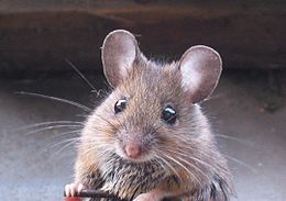 Naminė pelė (Mus musculus)