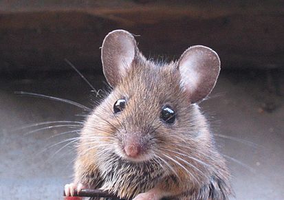 Very cute wood mouse