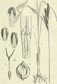 Aquatic and wetland plants of southwestern United States (1972) (19754167341).jpg