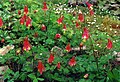 Aquilegia canadensis 'Nana'