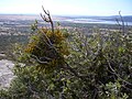 With Arceuthobium oxycedri infestation, Sierra de Guadarrama, Spain