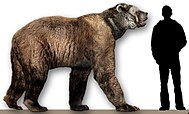 Restoration of an Arctodus, or short-faced bear, with a human to scale ArctodusSimusReconstruct.jpg