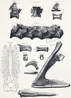 <i>Aristosuchus</i> Extinct genus of dinosaurs