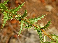 Carlina corymbosa Asteraceae - Carlina corymbosa-2.JPG