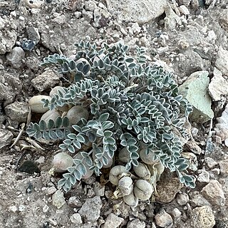 <i>Astragalus anisus</i> Species of legume