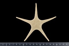 File:Astroceramus eleaumei (MNHN-IE-2007-1067) 02.jpg (Category:Echinodermata in the Muséum national d'histoire naturelle)