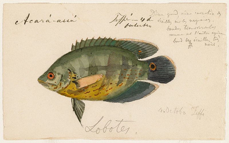 File:Astronotus ocellatus (Teffe, Brazil, 4 October 1865).jpg