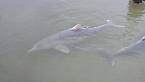 Descrição da imagem Golfinhos jubarte australianos, Tin Can Bay, 2016.jpg.