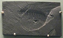 Fossil of Aysheaia pedunculata. Aysheaia pedunculata.jpg