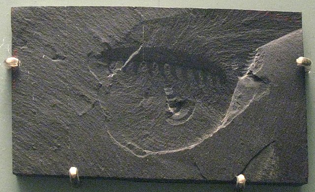 Fossil av Aysheaia pedunculata, ett djur nära besläktat med dagens klomaskar, och förfader till det första landlevande djuret. 