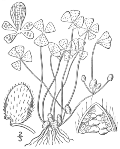 M. vestita, plant met sporocarpen