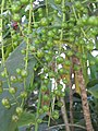 Berries of unknown species photographed in the Brisbane City Botanic Gardens.