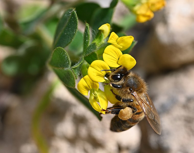 File:BEE ON BIRDSFOOT.jpg