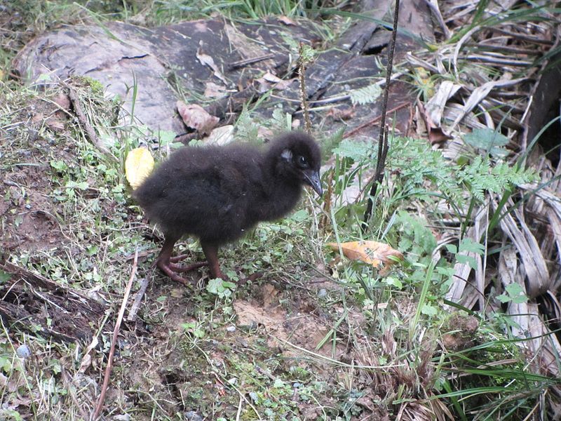 File:Baby weka.jpg