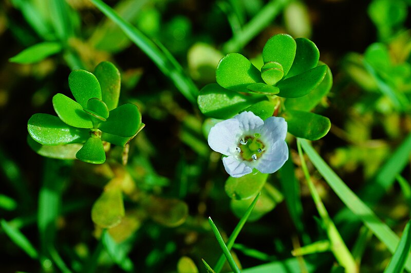 File:Bacopa monnieri 08820.jpg