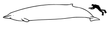 Size of Baird's beaked whale compared to an average human Baird's beaked whale size.svg