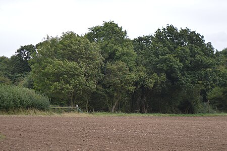 Balsham Wood 1