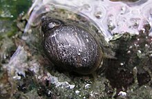 Banff snail, approximately 3-5 mm. Banff snail.jpg