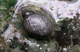 Banff Springs snail Species of gastropod