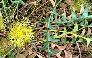 <i>Banksia octotriginta</i> Species of shrub in the family Proteaceae endemic to the south-west of Western Australia