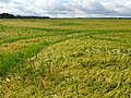 Миниатюра для Файл:Barley field near Maxton - geograph.org.uk - 6201373.jpg