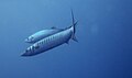 Barracuda-viridensis-estartit.jpg