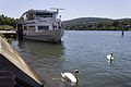 Bateau Hermès & cygne à Neuville-sur-Saône.}}