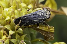 Bathysmatophorinae-mountdiablo-california.jpg 