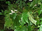 Begonia lacinata v formos mrym01.jpg