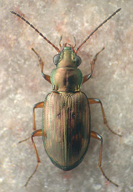 Bembidion versutum