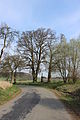 Čeština: Lípy malolisté (Tilia cordáta) u křížku poblíž Bezdědic, části Bělé pod Bezdězem. This file was created as a part of the photographic program of Wikimedia Czech Republic. Project: Fotíme Česko The program supports Wikimedia Commons photographers in the Czech Republic.   This photograph was taken with a Canon EOS 600D