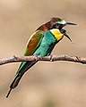 * Nomination European bee-eater (Merops apiaster) on an branch, with open beak. After the European bee-eater was considered extinct in Germany in the 1980s, it has been spreading increasingly since the 1990s. It can be viewed as a climate winner that settles wherever it can breed (steep clay walls) and find sufficient preys (especially large insects). The Kaiserstuhl is an ideal area to observe the European bee-eater. By User:Hwbund --Basile Morin 08:22, 11 October 2020 (UTC) * Promotion  Support Good quality. --Tesla 08:37, 11 October 2020 (UTC)
