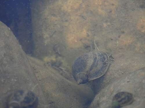 Unidentified Gastropod