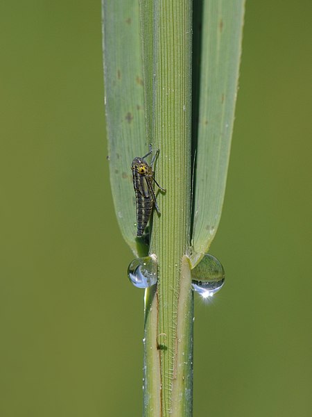 File:Binsenschmuckzikade Larve, Cicadella viridis 2.JPG