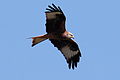 Bird of Prey over Zürich-Kloten (4500588696).jpg