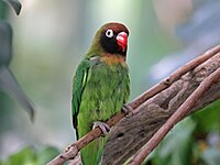 Lovebird, Black-cheeked Agapornis nigrigenis