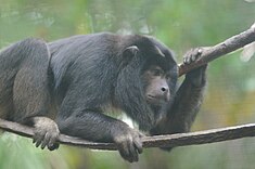 Hurleur noir (Alouatta caraya)