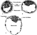 אמבריולוגיה: גמטות - תאי המין, הפריה, מנגנוני התמיינות תאיים