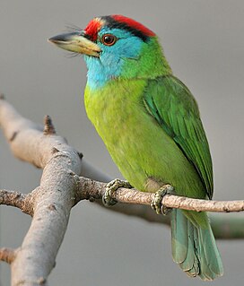 <span class="mw-page-title-main">Blue-throated barbet</span> Species of bird