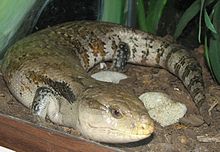 Moviy rangdagi Skink 001.jpg