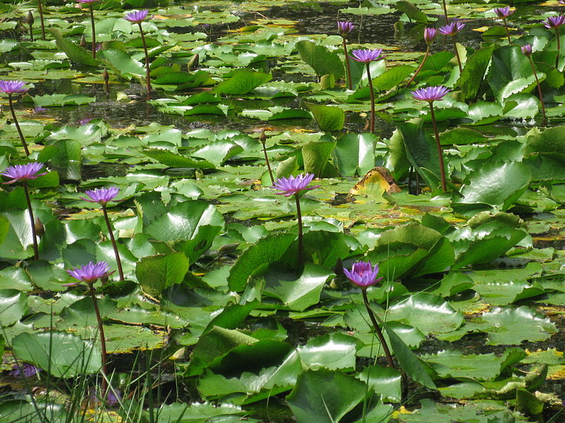 File:Blue water lillys from pookote lake wayanad.JPG