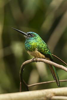 Bluish-fronted jacamar Bluish-fronted Jacamar - Manu NP 8499.jpg