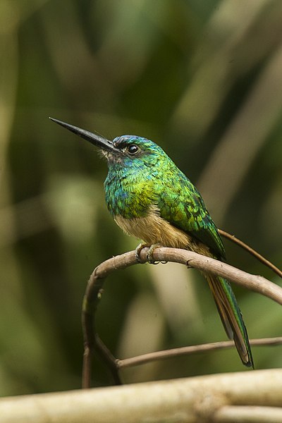 File:Bluish-fronted Jacamar - Manu NP 8499.jpg