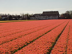 Bollenveld Hillegom.JPG