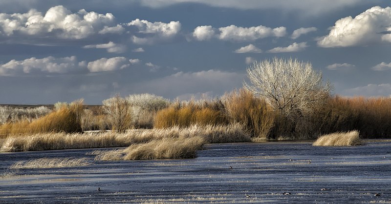 File:Bosque Light.jpg