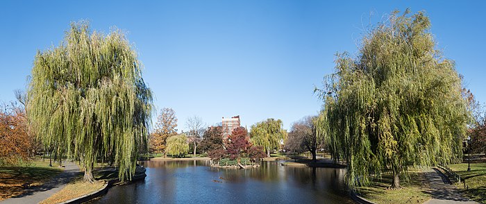 Ein kleiner Teich, der von zwei schönen Bäumen begrenzt wird.  Kleine Wege schlängeln sich am Ufer entlang.