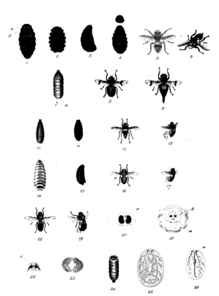 <i>Oestrus</i> (fly) Genus of flies