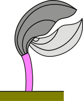 Строение раковины брахиопод. Тёмно-серым отмечена ножная створка раковины, светло-серым — плечевая, розовым — ножка