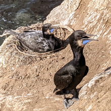 Two adults tend a nest. Both show blue throat patches characteristic of breeding plumage Brandt's Cormorant Nesting (cropped).png