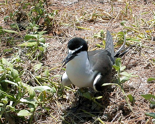 The island is an important breeding site for bridled terns Bridled Tern.jpg